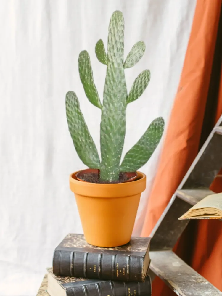 Opuntia Consolea