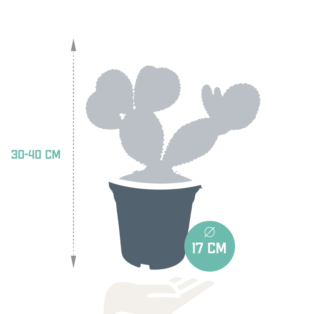 Opuntia Microdasys