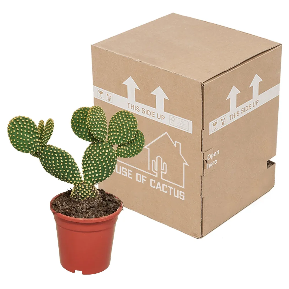 Opuntia Microdasys