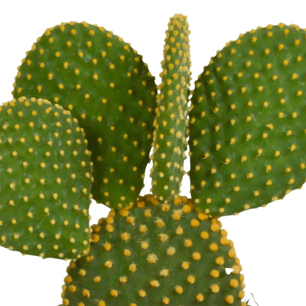 Opuntia Microdasys