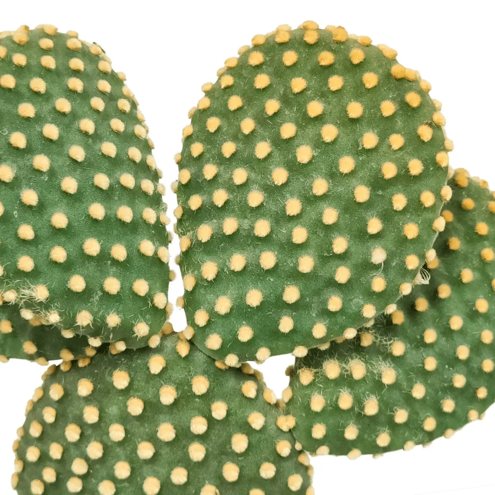 Opuntia Microdasys