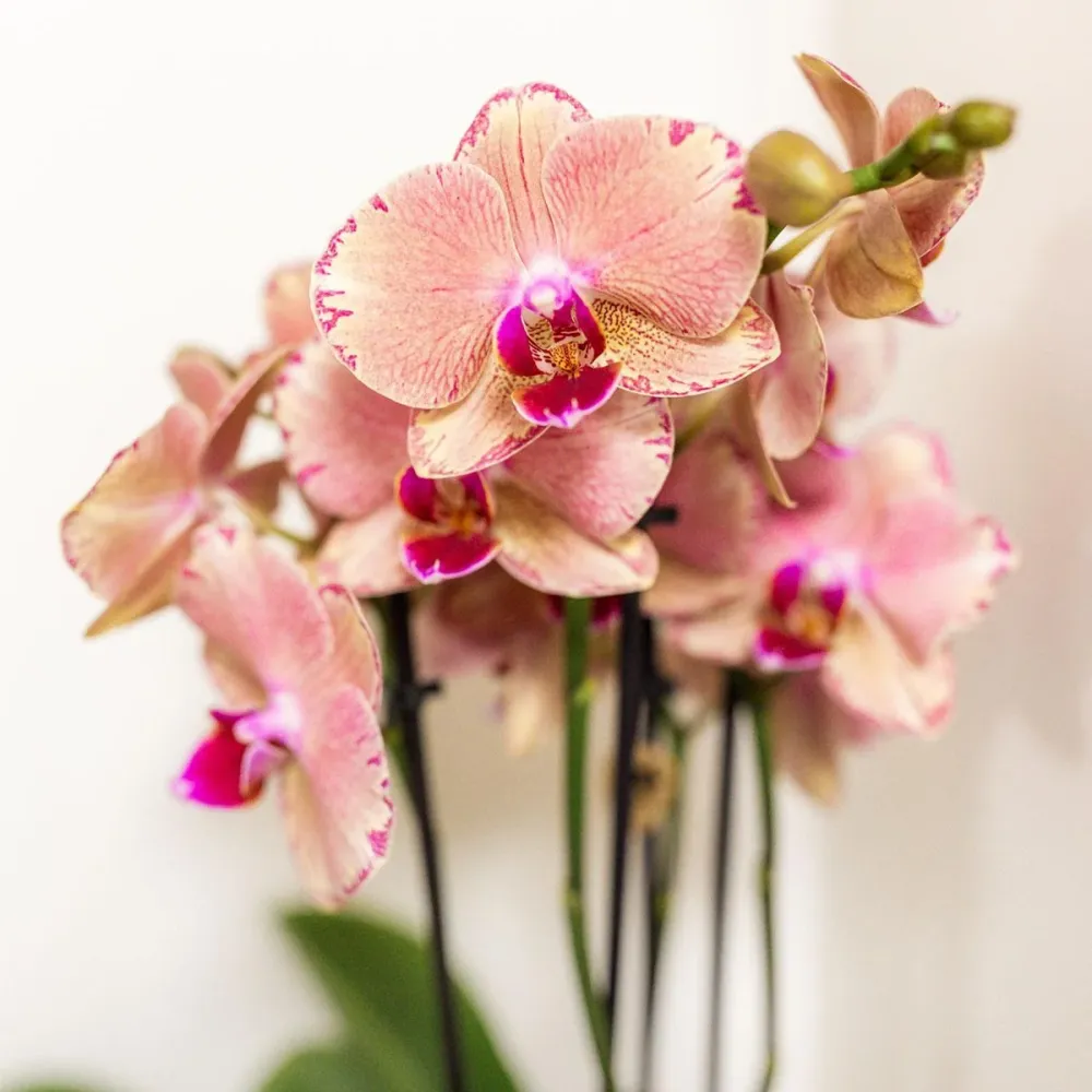 Orchid Surprise Box - 4 sorter