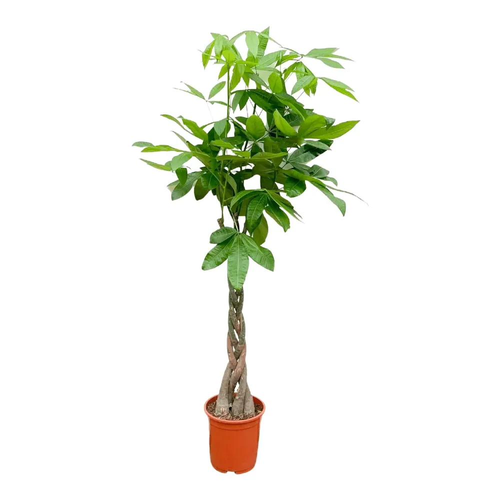 Pachira Aquatica flätad - 160cm - ø27