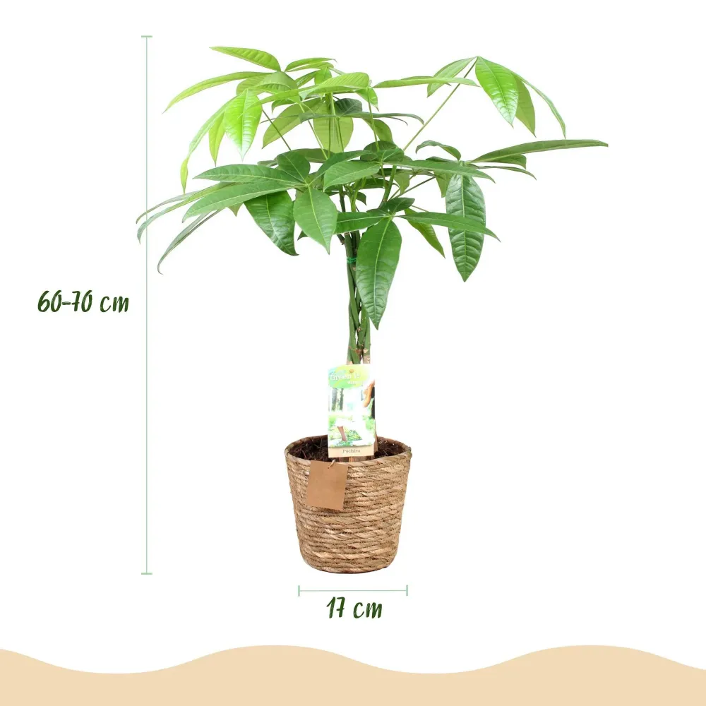 Pachira aquatica och korg
