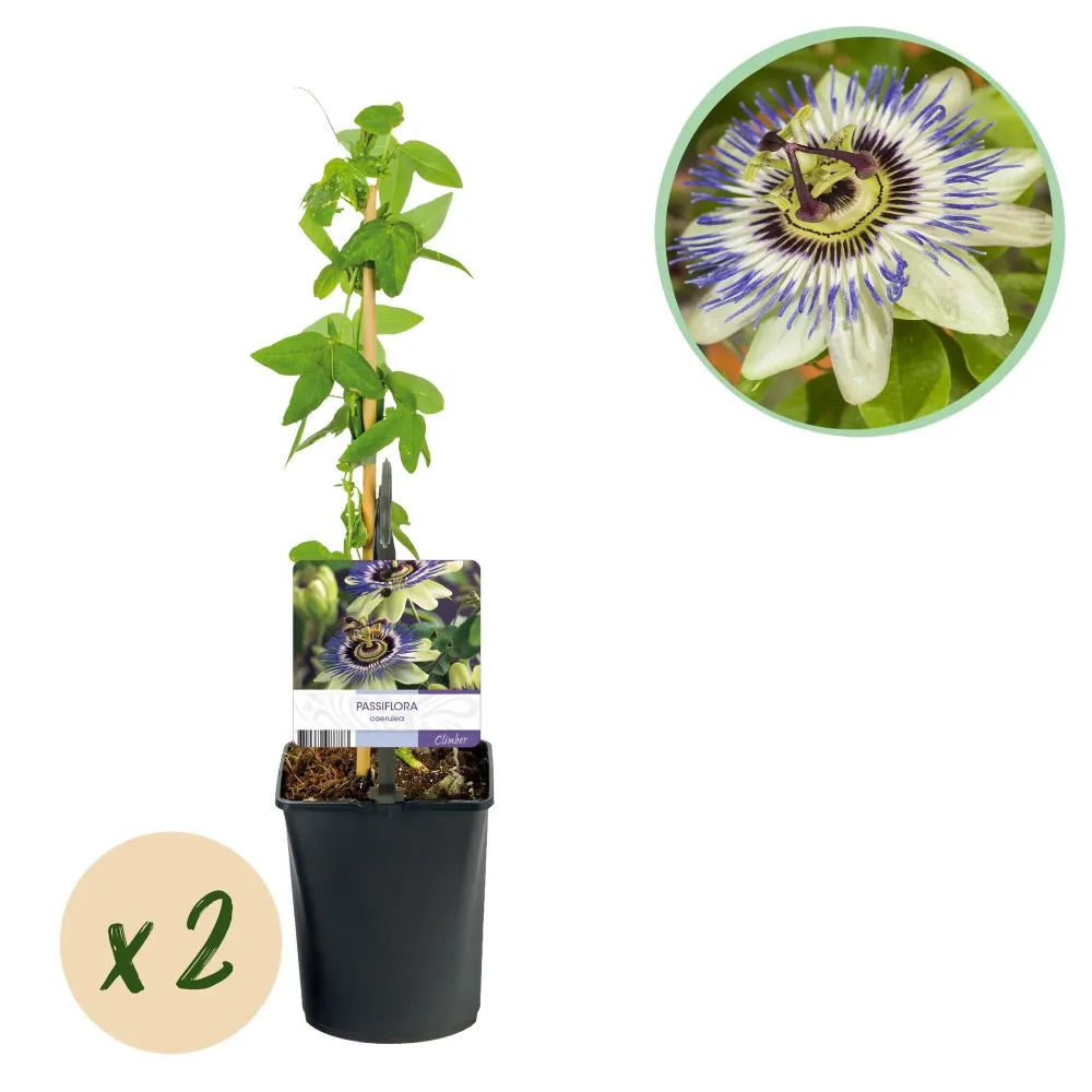 Passionsblomma (Passiflora Caerulea) 'Passiflora Caerulea'