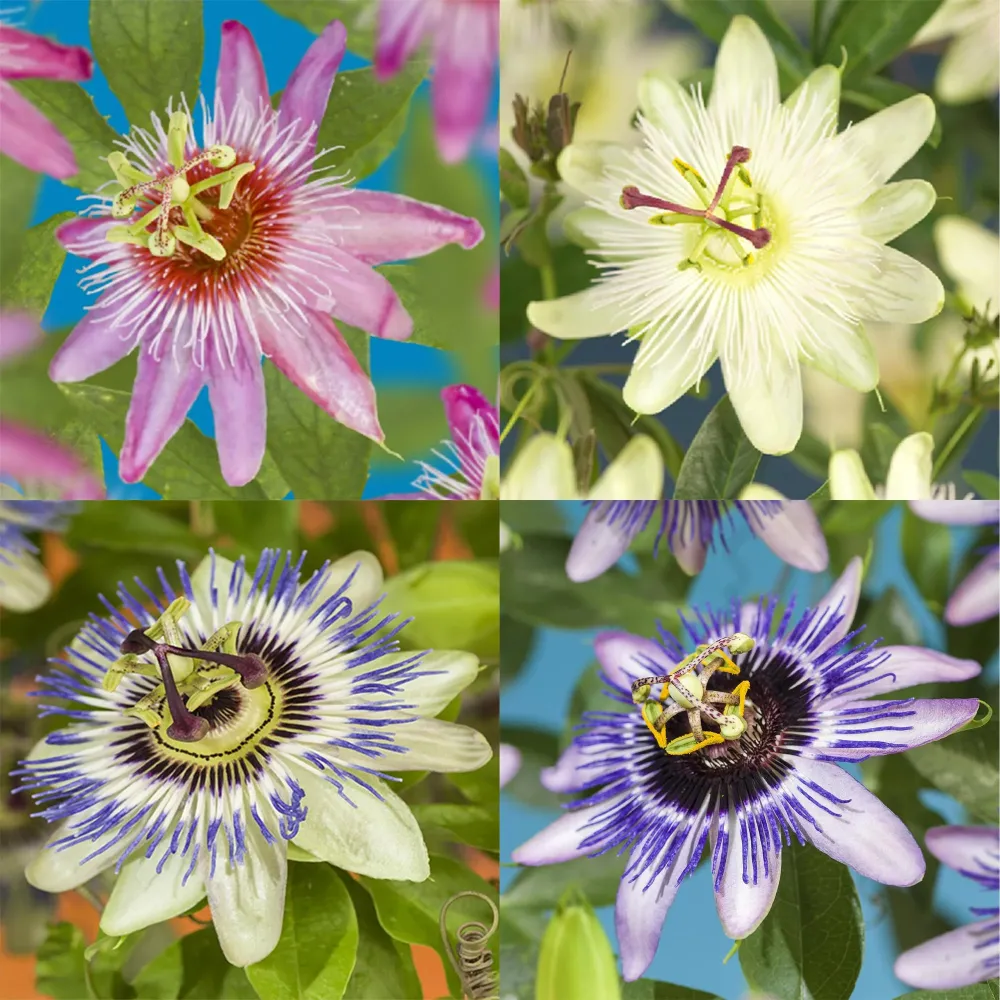 Passionsblomma (Passiflora spp.) 'Rainbow'