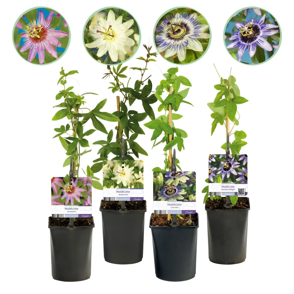 Passionsblomma (Passiflora spp.) 'Rainbow'