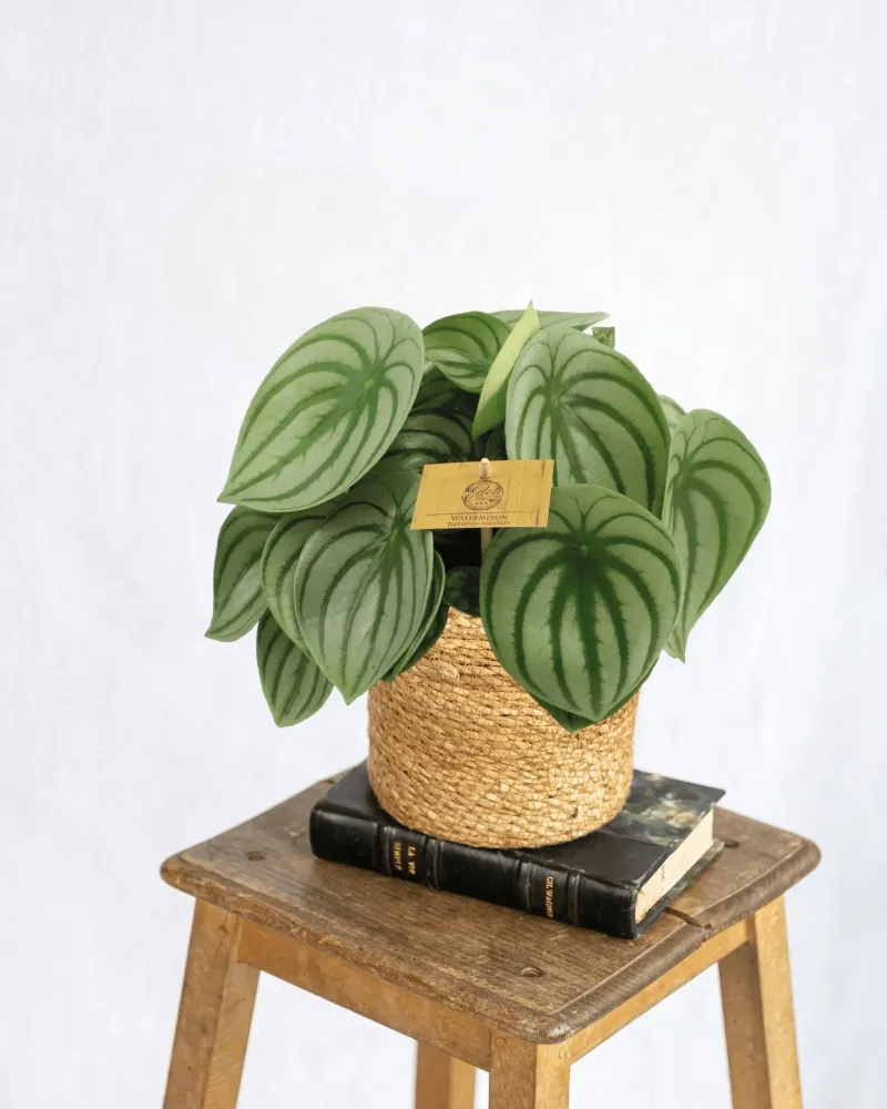 Peperomia Argyreia