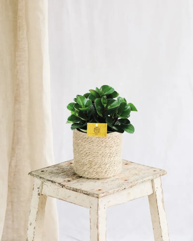 Peperomia Burning Bush