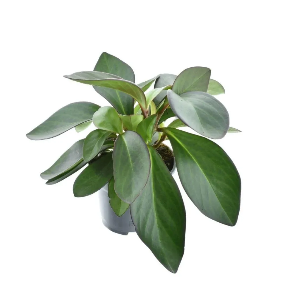 Peperomia röd marginal