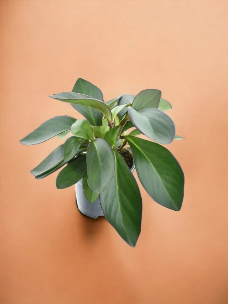 Peperomia röd marginal