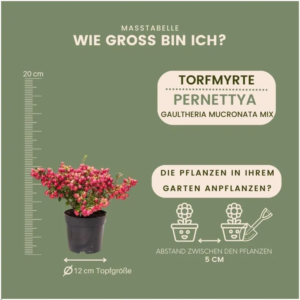 Pernettya mucronata - Set om 6