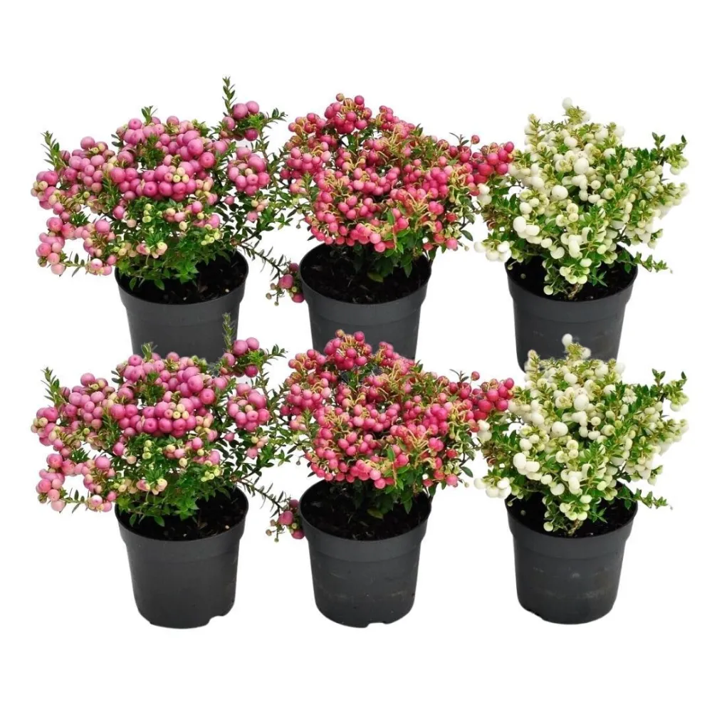 Pernettya mucronata - Set om 6