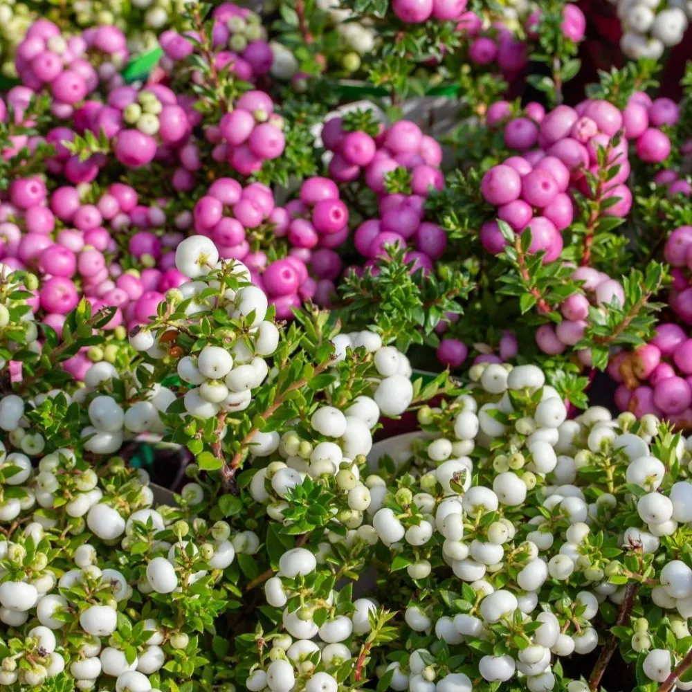 Pernettya mucronata - Set om 6