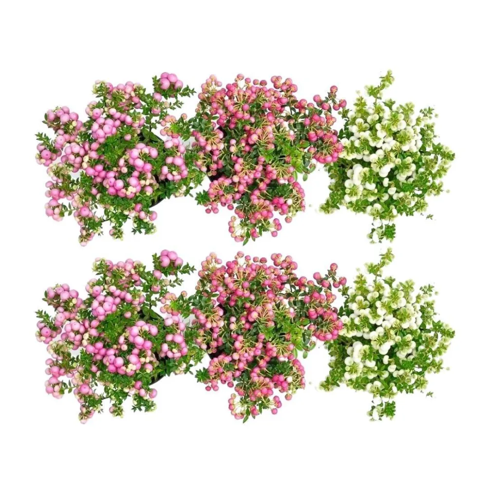 Pernettya mucronata - Set om 6