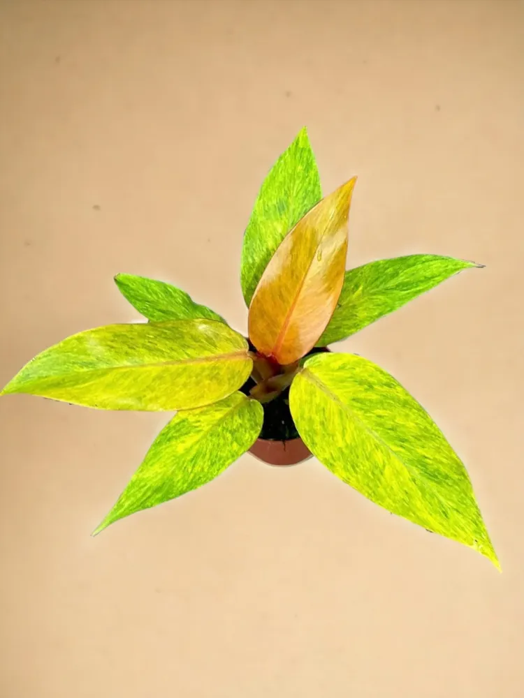 Philodendron apelsinmarmelad