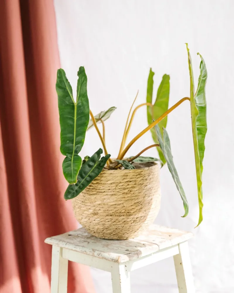 Philodendron Billetiae