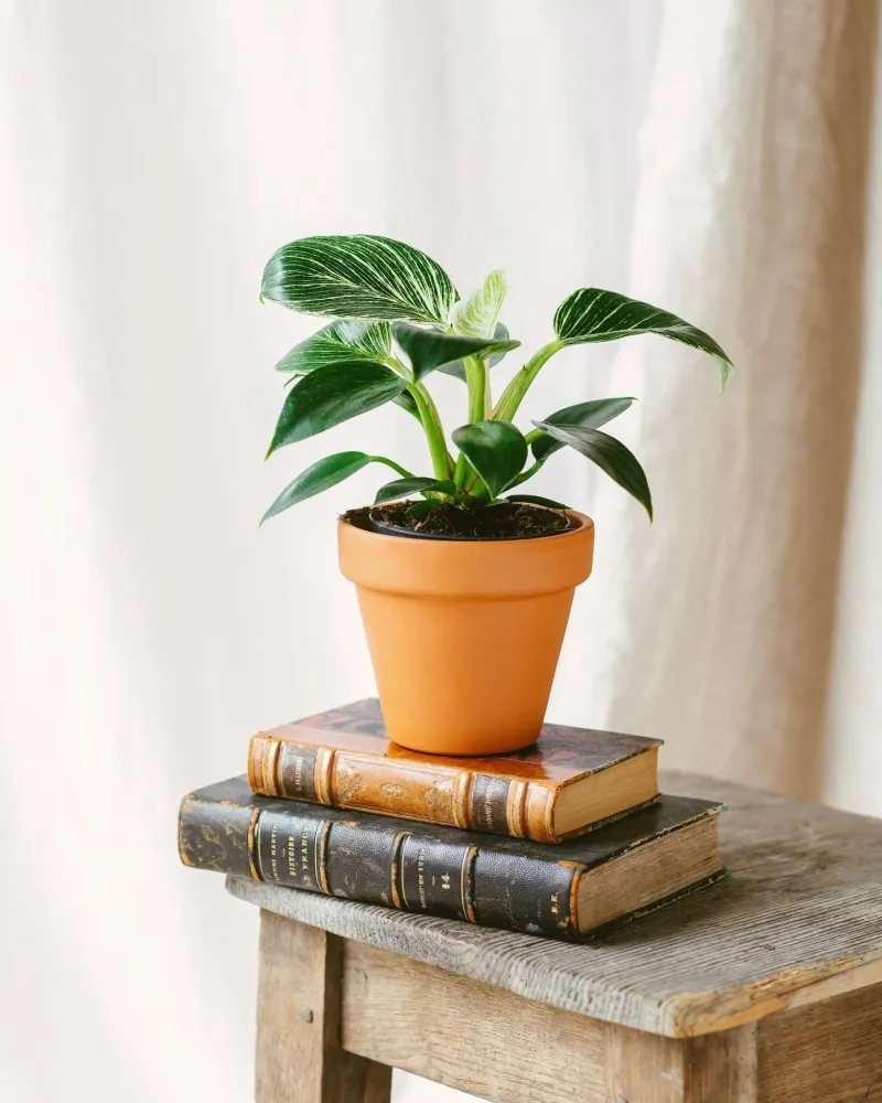 Philodendron Birkin