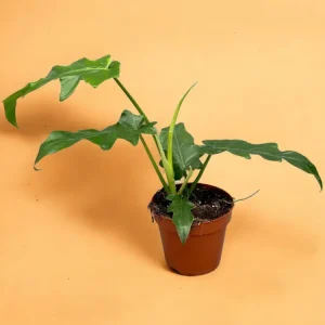 Philodendron Bob Cee