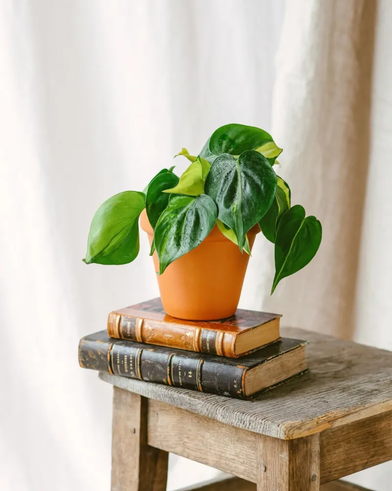Philodendron Brasilien