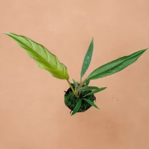 Philodendron Caramel Pluto