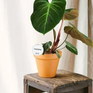 Philodendron El Choco Röd