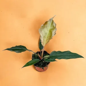 Philodendron Choco Empress