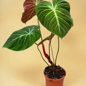 Philodendron El Choco Red d19