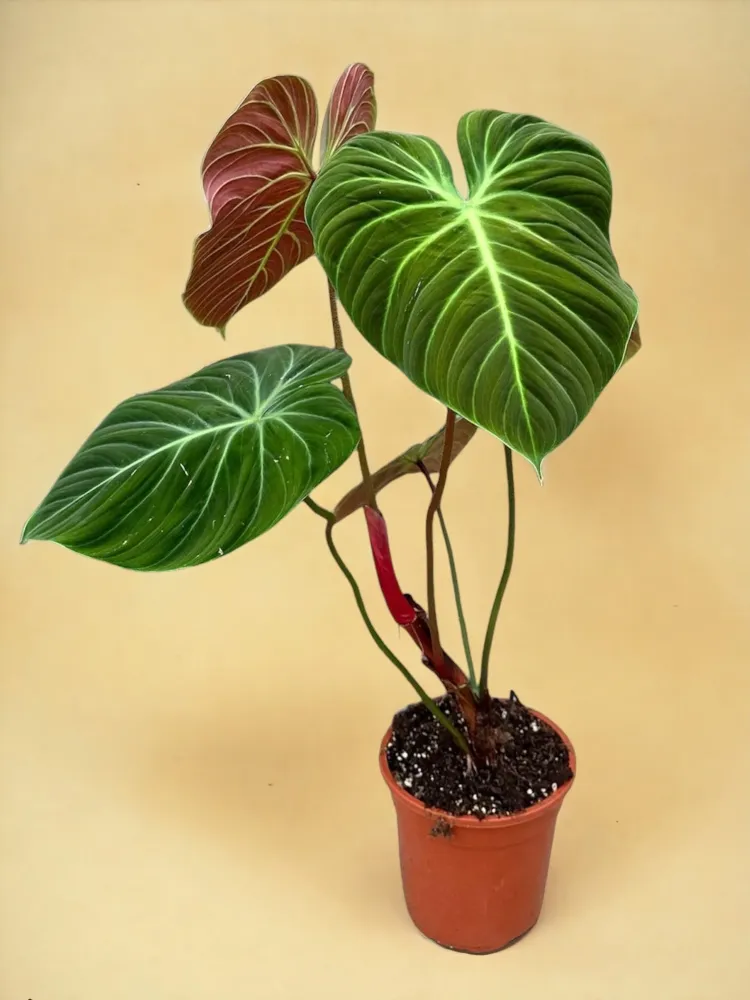 Philodendron El Choco Red d19