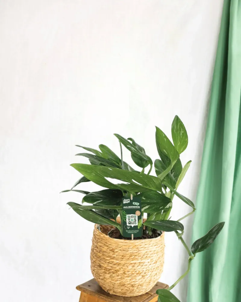 Philodendron Cobra