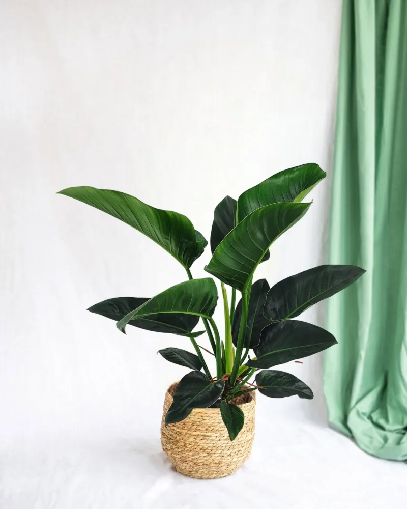 Philodendron Congo h100cm