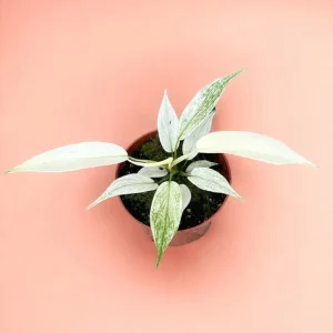 Philodendron Florida Ghost