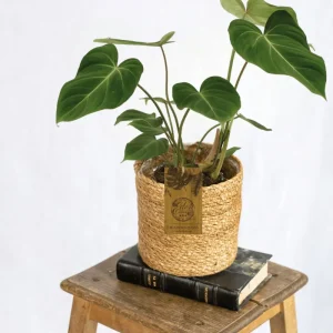 Philodendron Gloriosum