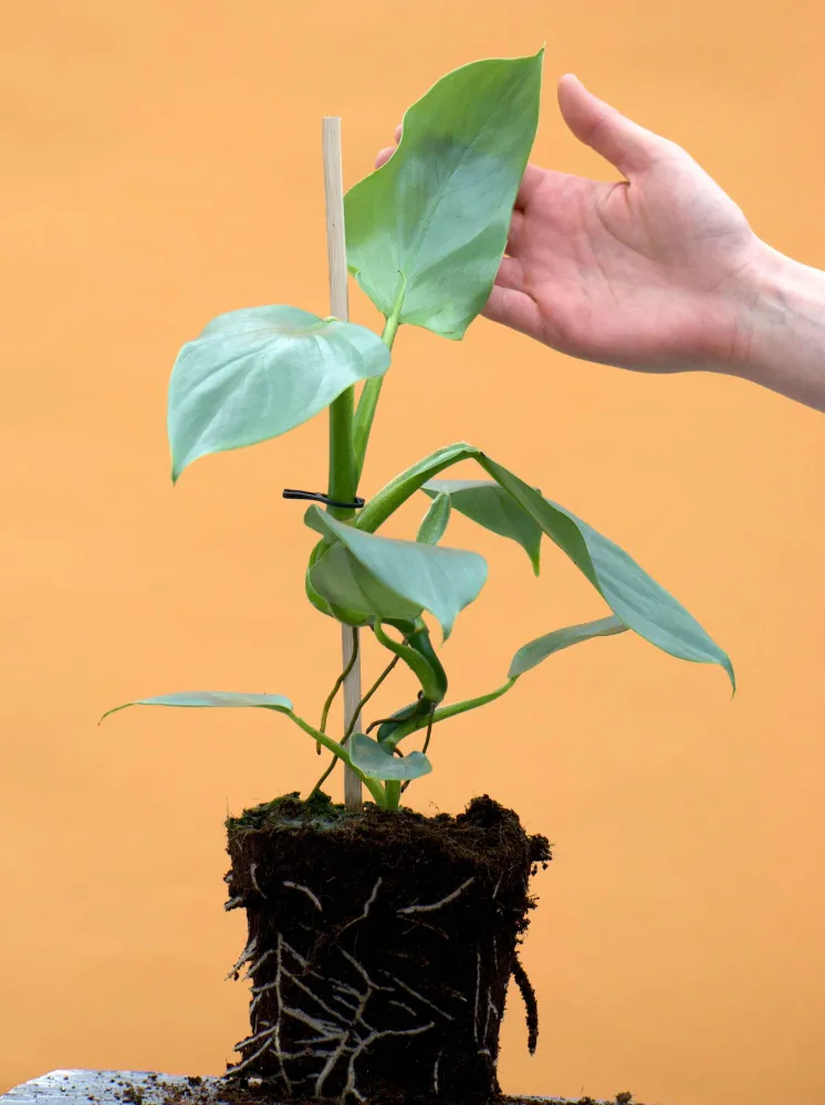 Philodendron hastatum 'Silver Sword'