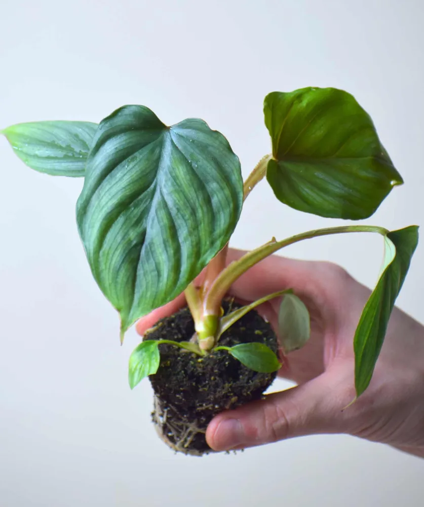 Philodendron mamei