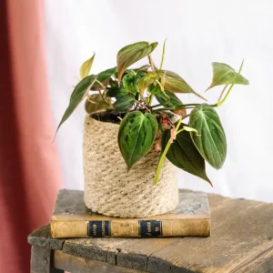 Philodendron Micans
