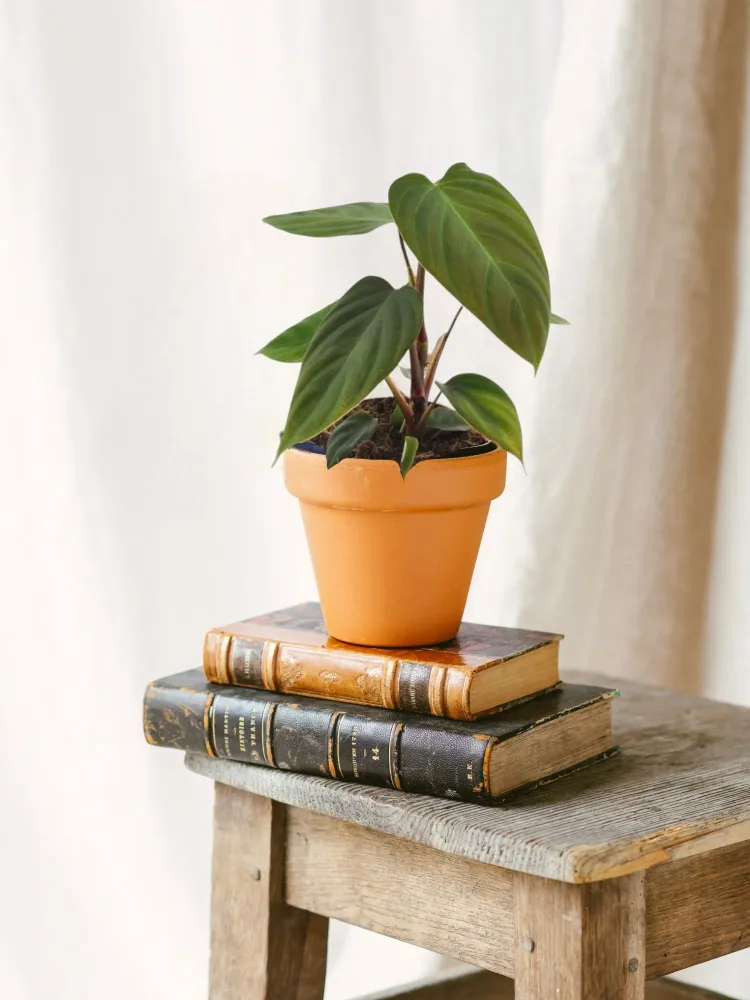 Philodendron Nangaritense