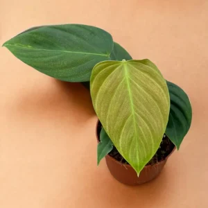Philodendron Nangaritense