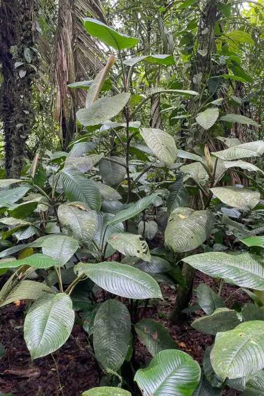 Philodendron (Philodendron ichthyoderma) | frön, 20 st.