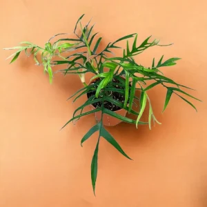 Philodendron Polypodioides