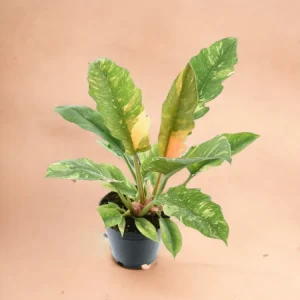 Philodendron Ring av eld