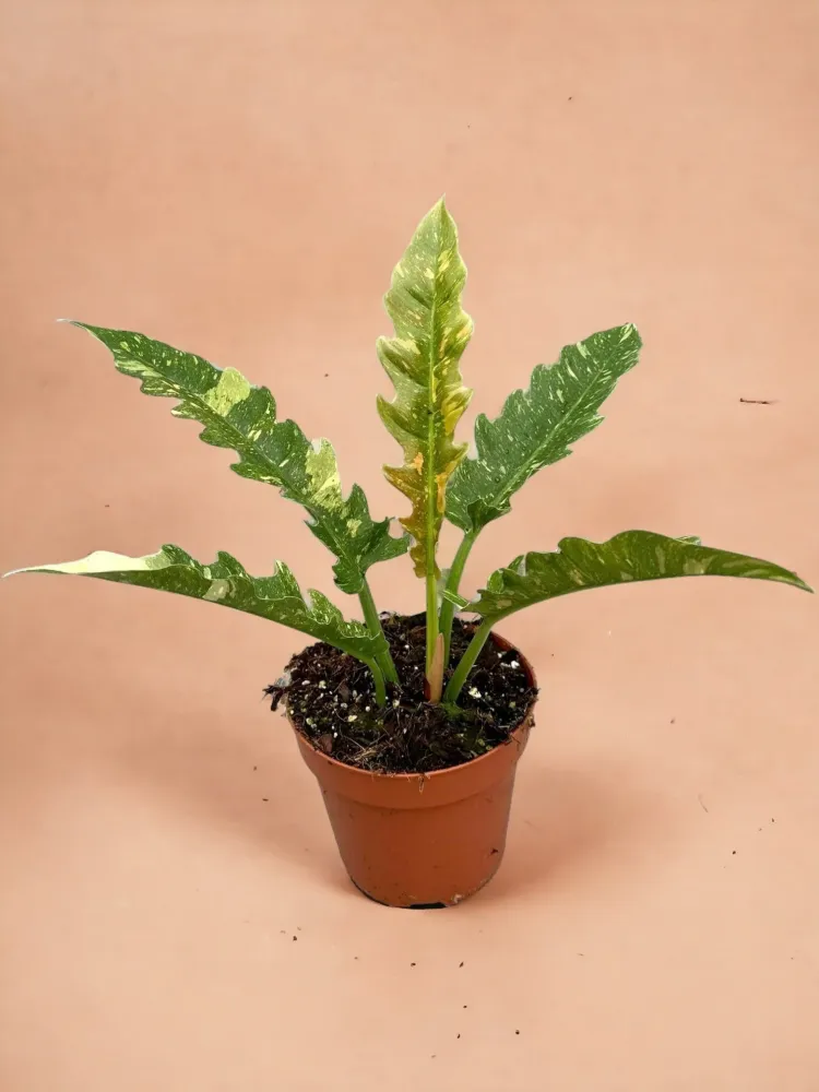 Philodendron Ring Av Eld