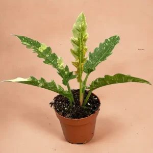 Philodendron Ring Av Eld