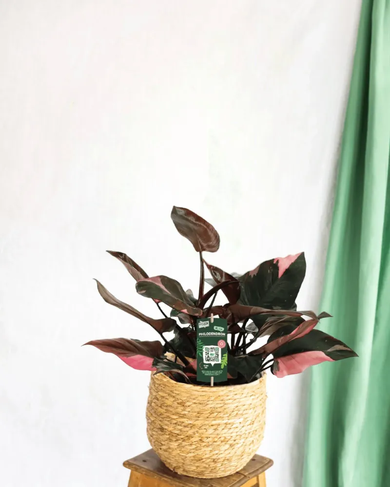 Philodendron rosa prinsessa
