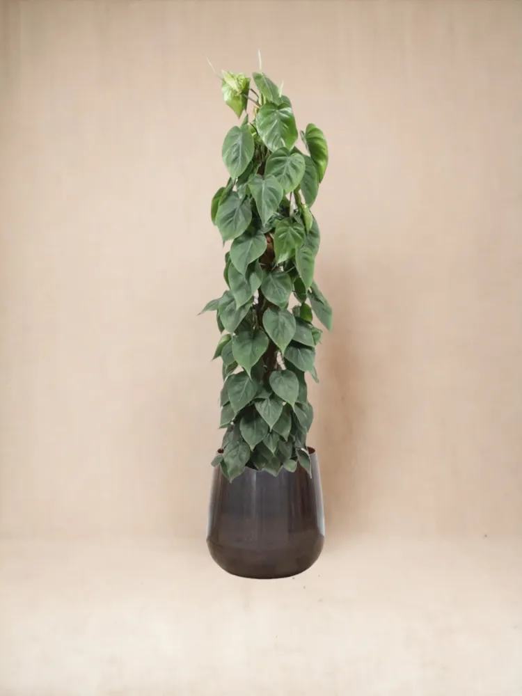 Philodendron Scandens på spel