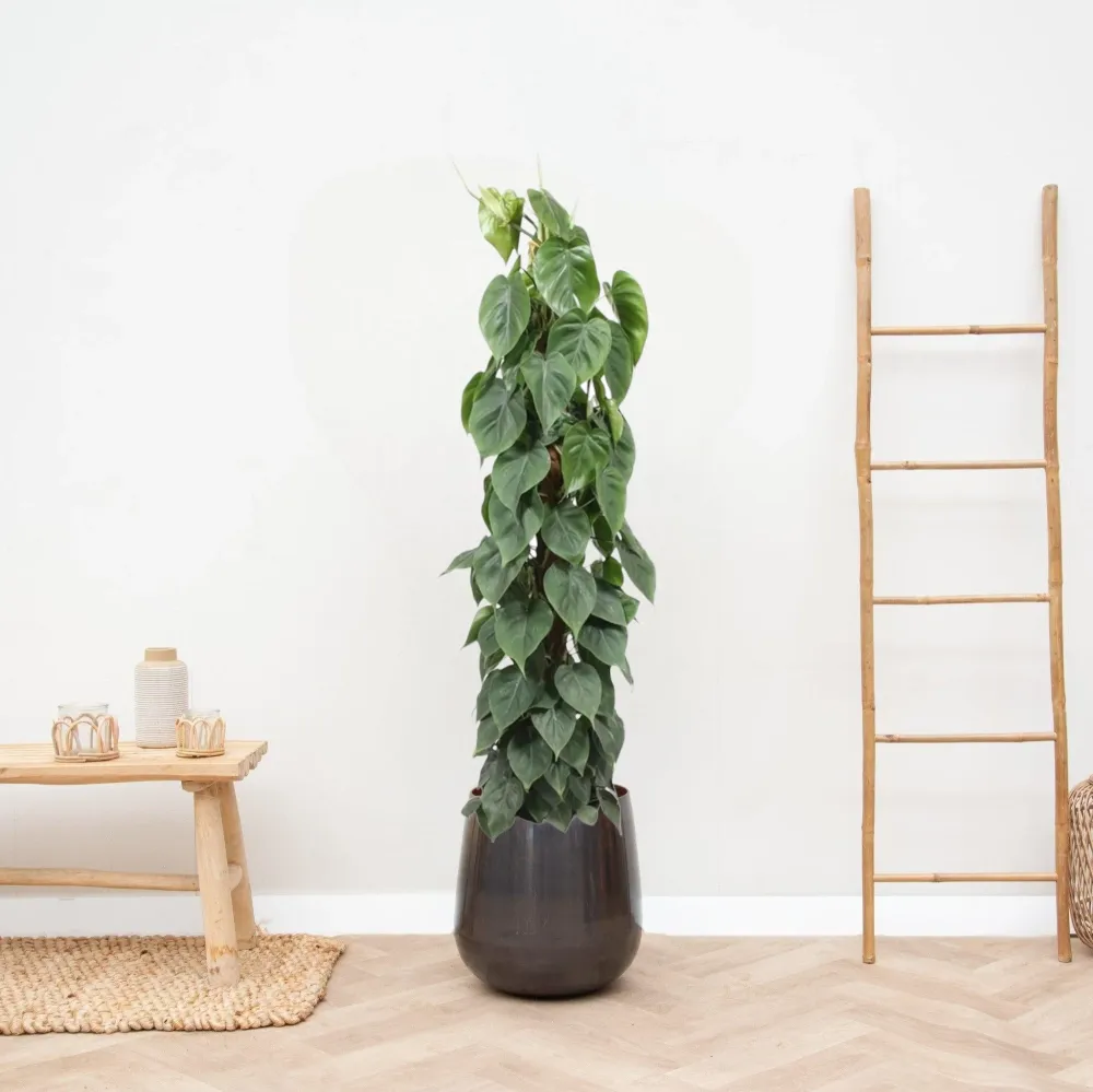 Philodendron Scandens på spel