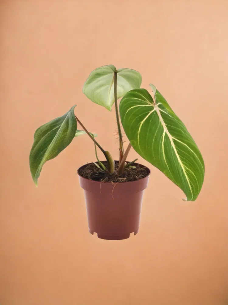 Philodendron Selloum Atom