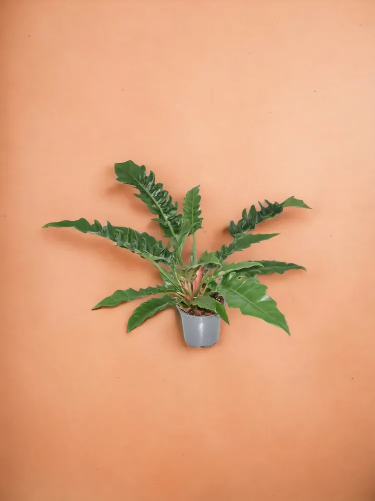 Philodendron smal
