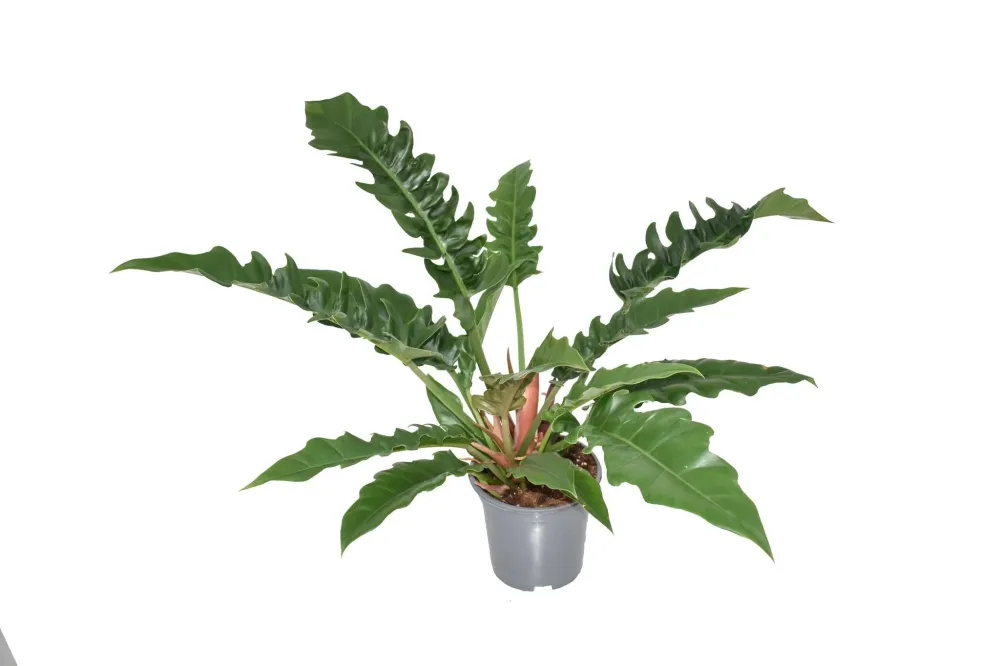 Philodendron smal