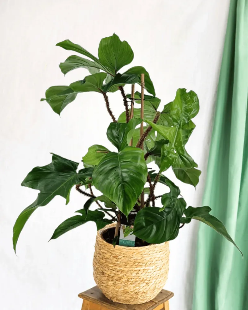 Philodendron Squamiferum Pyramid